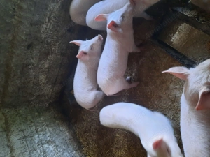 Vand grasuni si purcei intarcati - imagine 6