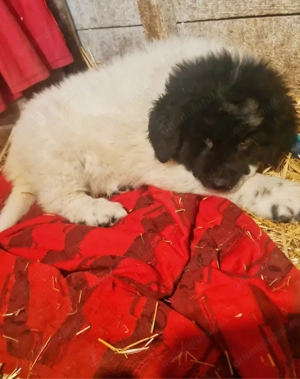 Ciobanesc de Bucovina 