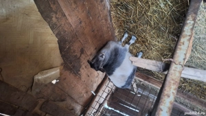 Vand 2 capre gestante , o miala 