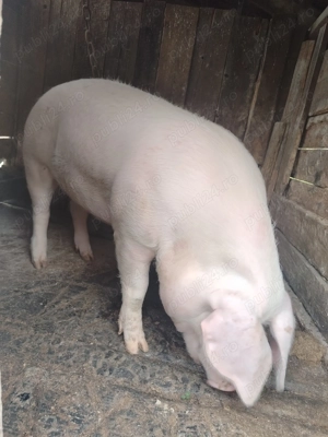 Porci de vânzare  - imagine 5