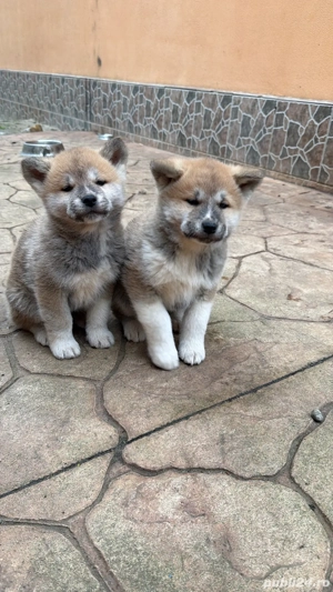 catei akita inu japonez - imagine 3