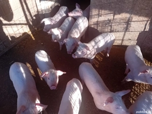 Purcei 500 ron bucata