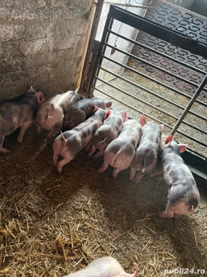 pietrain Belgian  - imagine 5