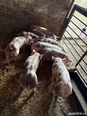 pietrain Belgian  - imagine 4