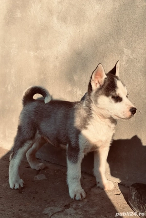 catelusi husky 700ron  - imagine 3