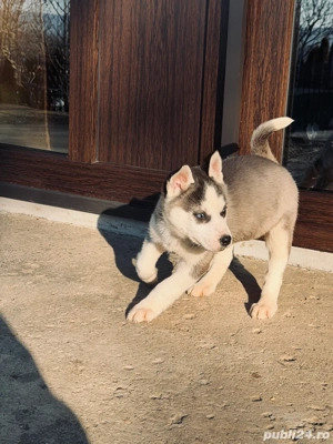 catelusi husky 700ron  - imagine 4