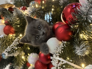 Pui British Shorthair de vânzare