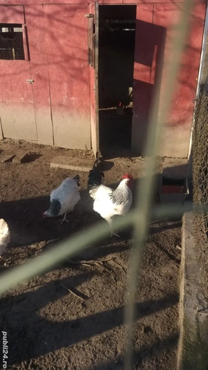 cocosi leghorn sussex