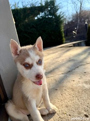 catelusi husky 700ron  - imagine 2