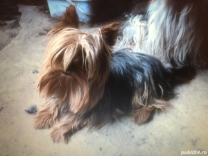 Yorkshire Terrier Mini Toy   Rasă Pură, cu Pedigree - imagine 3