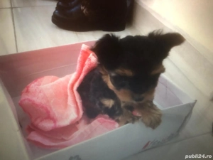 Yorkshire Terrier Mini Toy   Rasă Pură, cu Pedigree - imagine 2