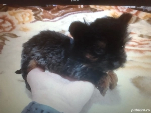 Yorkshire Terrier Mini Toy   Rasă Pură, cu Pedigree