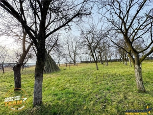 FILM! 5.000mp teren intravilan cu casuta rustica, Dalnic, Covasna - imagine 4