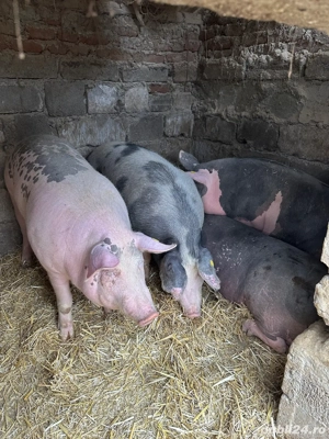 Porci de vânzare - imagine 2