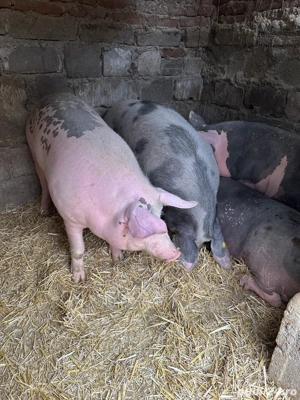 Porci de vânzare - imagine 3