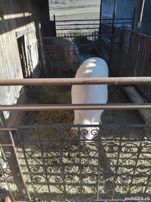 porci de vânzare 