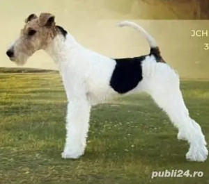 Fox terrier femela