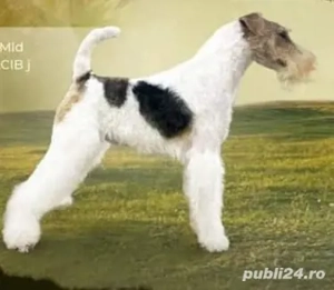 Fox terrier femela - imagine 5