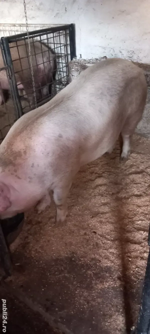 De vânzare  - imagine 5