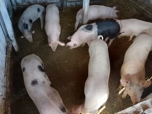 Purcei 50  60 kg  - imagine 2