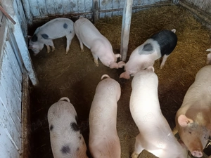 Purcei 50  60 kg  - imagine 3