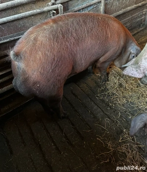 Vand 2 vieri duroc  - imagine 4