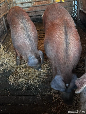 Vand 2 vieri duroc  - imagine 2