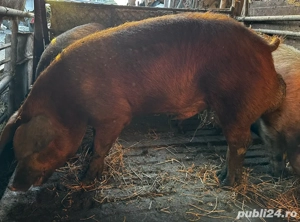 Vand 2 vieri duroc  - imagine 3