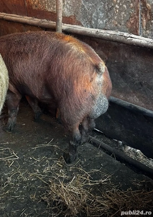 Vand 2 vieri duroc  - imagine 5