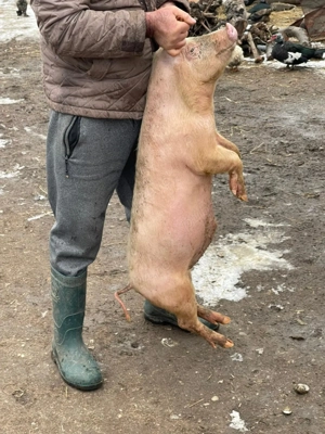 Vand purcei 3luni jumate pentru detali va rog sa sunati - imagine 3