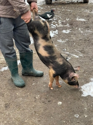 Vand purcei 3luni jumate pentru detali va rog sa sunati - imagine 2