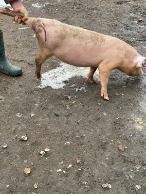 Vand purcei 3luni jumate pentru detali va rog sa sunati