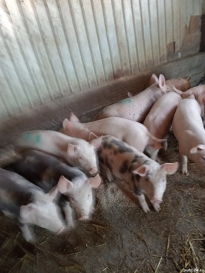 purcei 2 luni de vanzare detalii la tel..NU RASPUND LA MESAJE - imagine 4