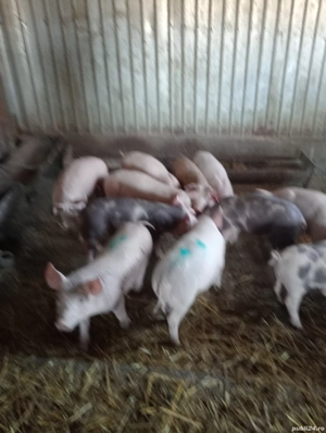 purcei 2 luni de vanzare detalii la tel..NU RASPUND LA MESAJE