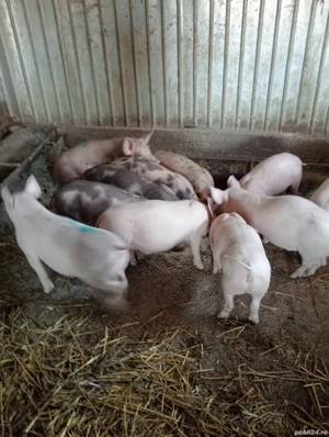 purcei 2 luni de vanzare detalii la tel..NU RASPUND LA MESAJE - imagine 5