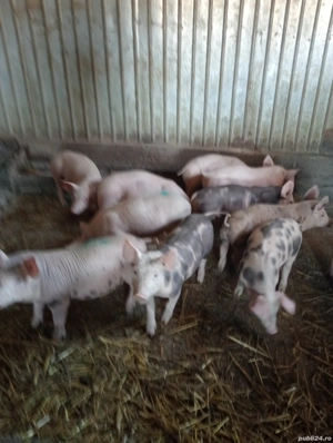 purcei 2 luni de vanzare detalii la tel..NU RASPUND LA MESAJE - imagine 2