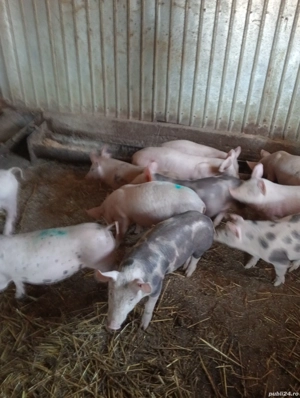 purcei 2 luni de vanzare detalii la tel..NU RASPUND LA MESAJE - imagine 3