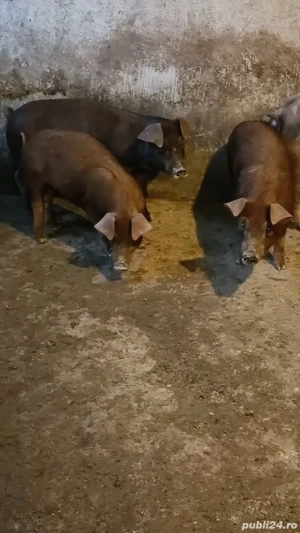 Vand purcei Duroc  - imagine 2
