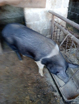 purcele la 120 kg bazna - imagine 2