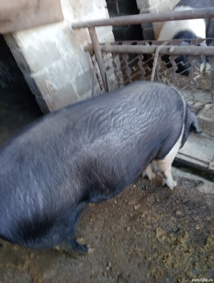 purcele la 120 kg bazna