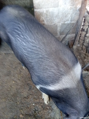 purcele la 120 kg bazna - imagine 4