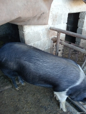 purcele la 120 kg bazna - imagine 3