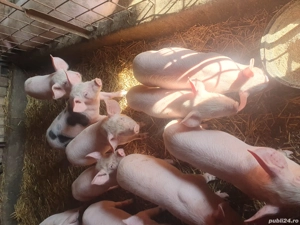 Vând purcei  - imagine 3