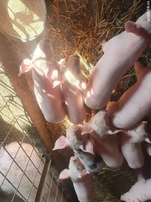 Vând purcei  - imagine 2