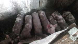 Purceluși de vânzare 