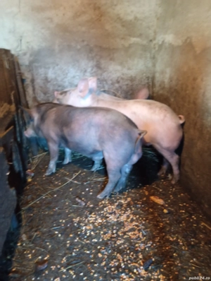 vând un ver si doua scroafe - imagine 2