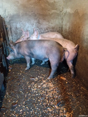 vând un ver si doua scroafe - imagine 4