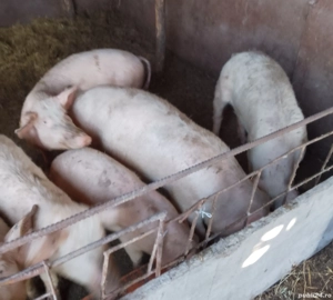 vieri și scrofițe  - imagine 3