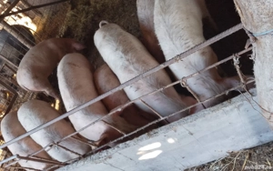 vieri și scrofițe  - imagine 4