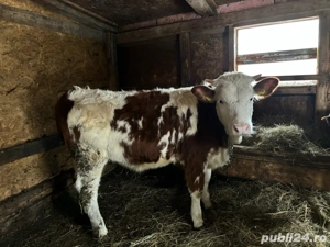 vand 3 tauri si o vitea - imagine 3